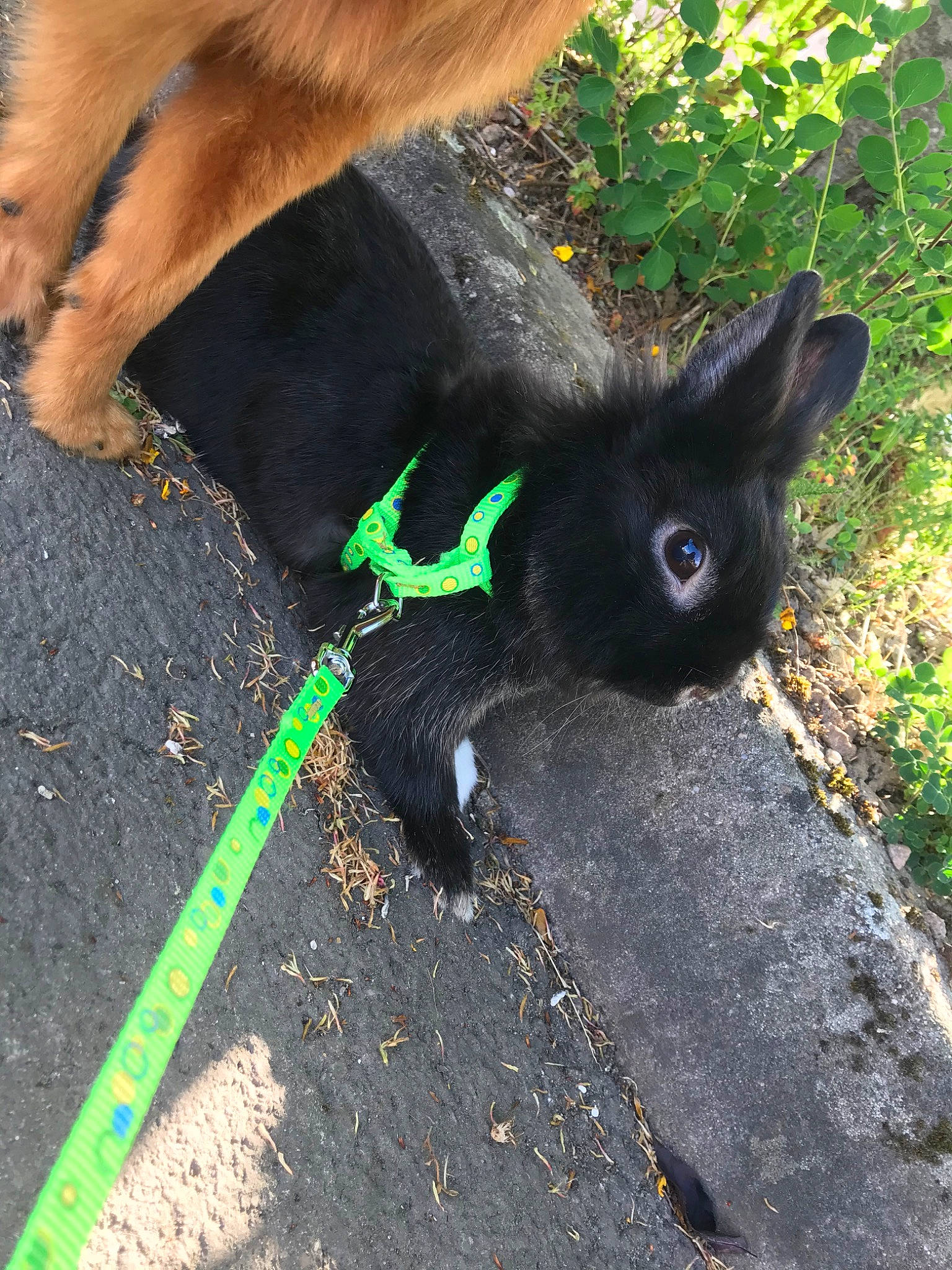 Loulou a rejoint le concours — aidez-le/la à gagner de superbes lots ! canidae, fawn, grass, leash, organism, plant, rabbit, sporting_group, tail