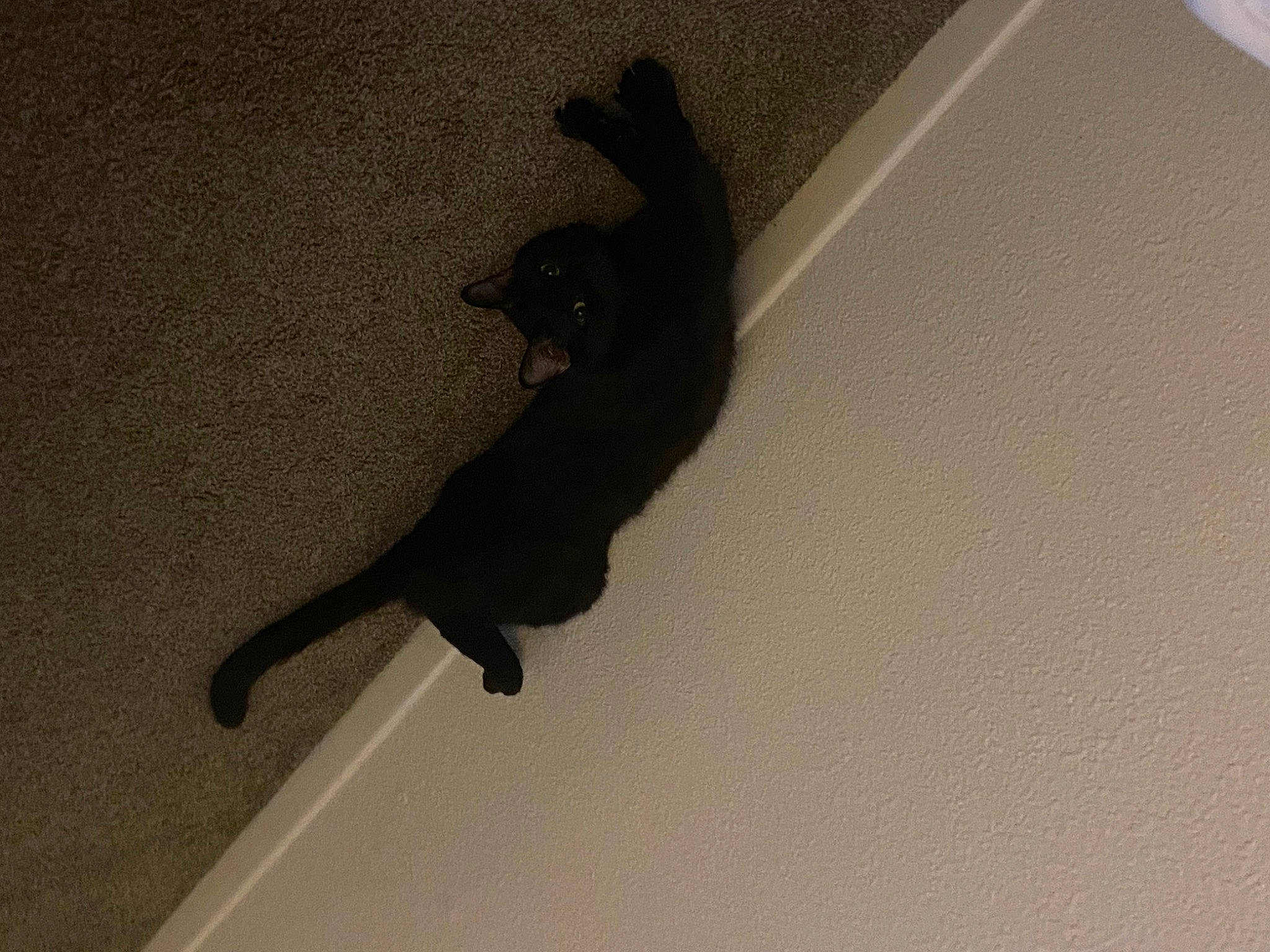 Sahara joined the competition — help win amazing prizes! black_cat, canidae, carnivore, cat, claw, dog_breed, felidae, flooring, hardwood, paw, room, shadow, small_to_medium_sized_cats, sporting_group, tail, terrestrial_animal, tints_and_shades, wood