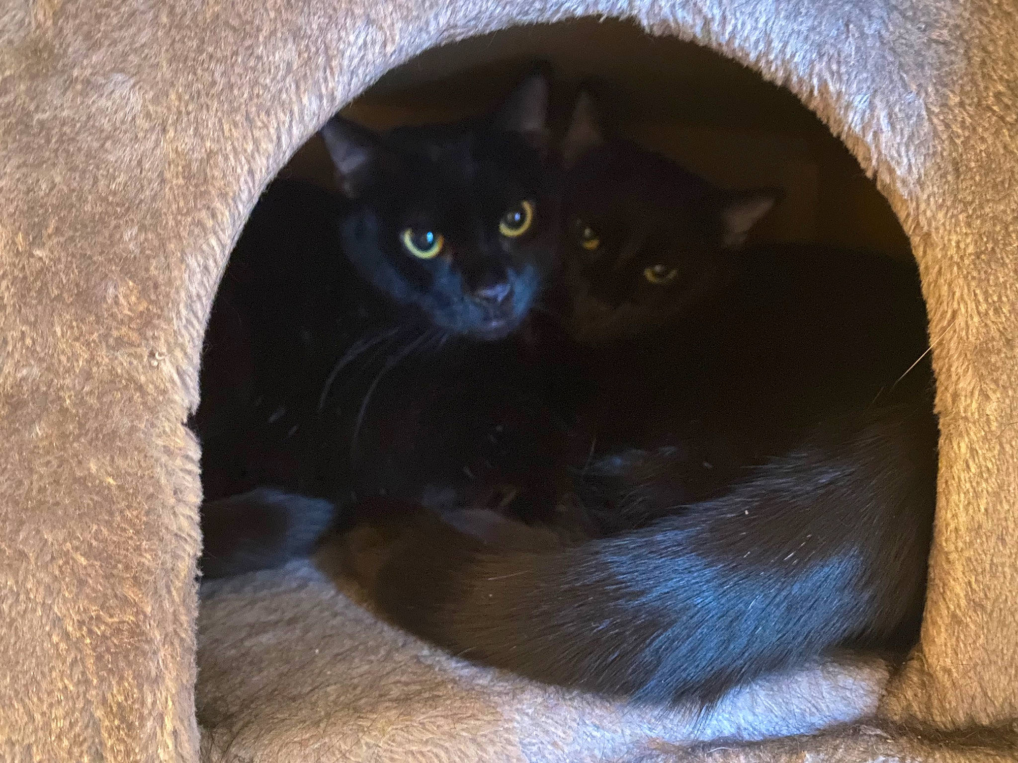 Sahara joined the competition — help win amazing prizes! black_cat, bombay, carnivore, cat, cat_bed, cat_supply, domestic_short_haired_cat, eye, felidae, fur, pet_supply, small_to_medium_sized_cats, snout, tail, terrestrial_animal, whiskers