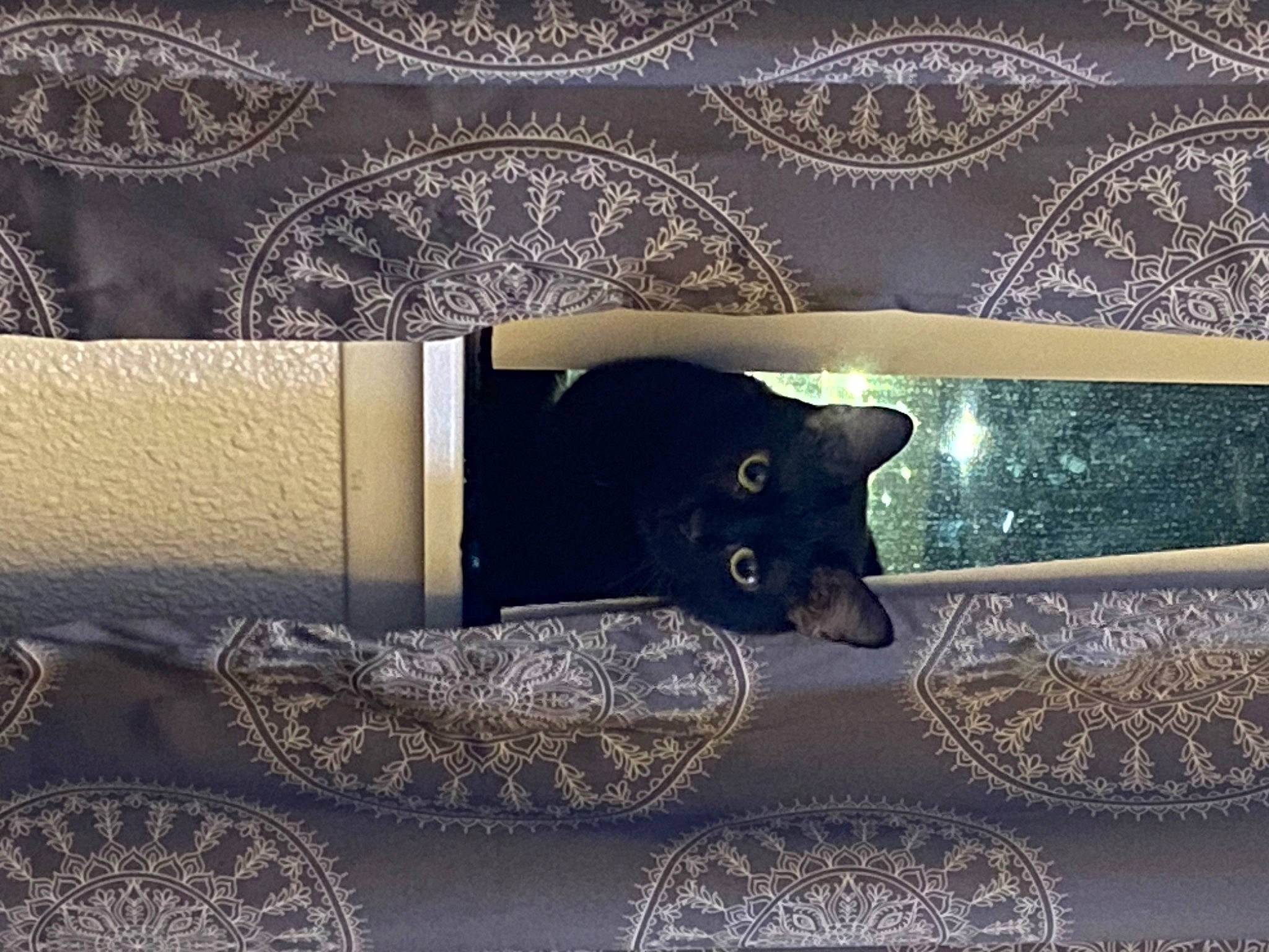 Sahara joined the competition — help win amazing prizes! black, black_cat, bombay, carnivore, cat, comfort, couch, felidae, font, grey, interior_design, pattern, rectangle, room, small_to_medium_sized_cats, tail, tints_and_shades, tree, whiskers, window