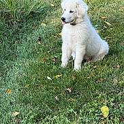 Snow White is registered to the contest to win money with this photo: puppy, dog, grass, outdoor, greenery, cute, animal, pet, white_fur, young, nature, leaf, playful, sitting, tongue_out, fluffy, collar, daylight, summer, field
