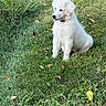 puppy, dog, grass, outdoor, greenery, cute, animal, pet, white_fur, young, nature, leaf, playful, sitting, tongue_out, fluffy, collar, daylight, summer, field