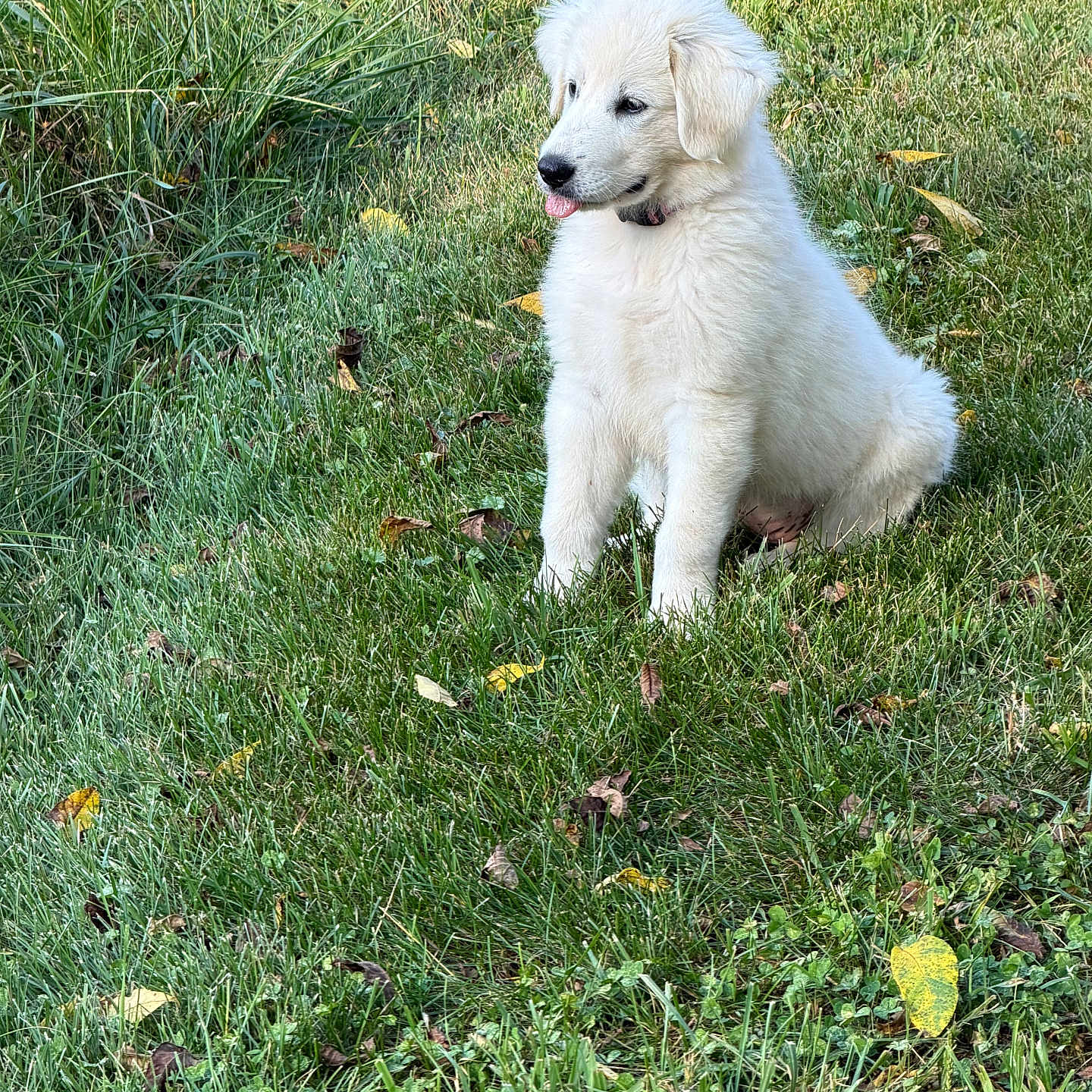 Snow White is registered to the contest to win money with this photo: puppy, dog, grass, outdoor, greenery, cute, animal, pet, white_fur, young, nature, leaf, playful, sitting, tongue_out, fluffy, collar, daylight, summer, field