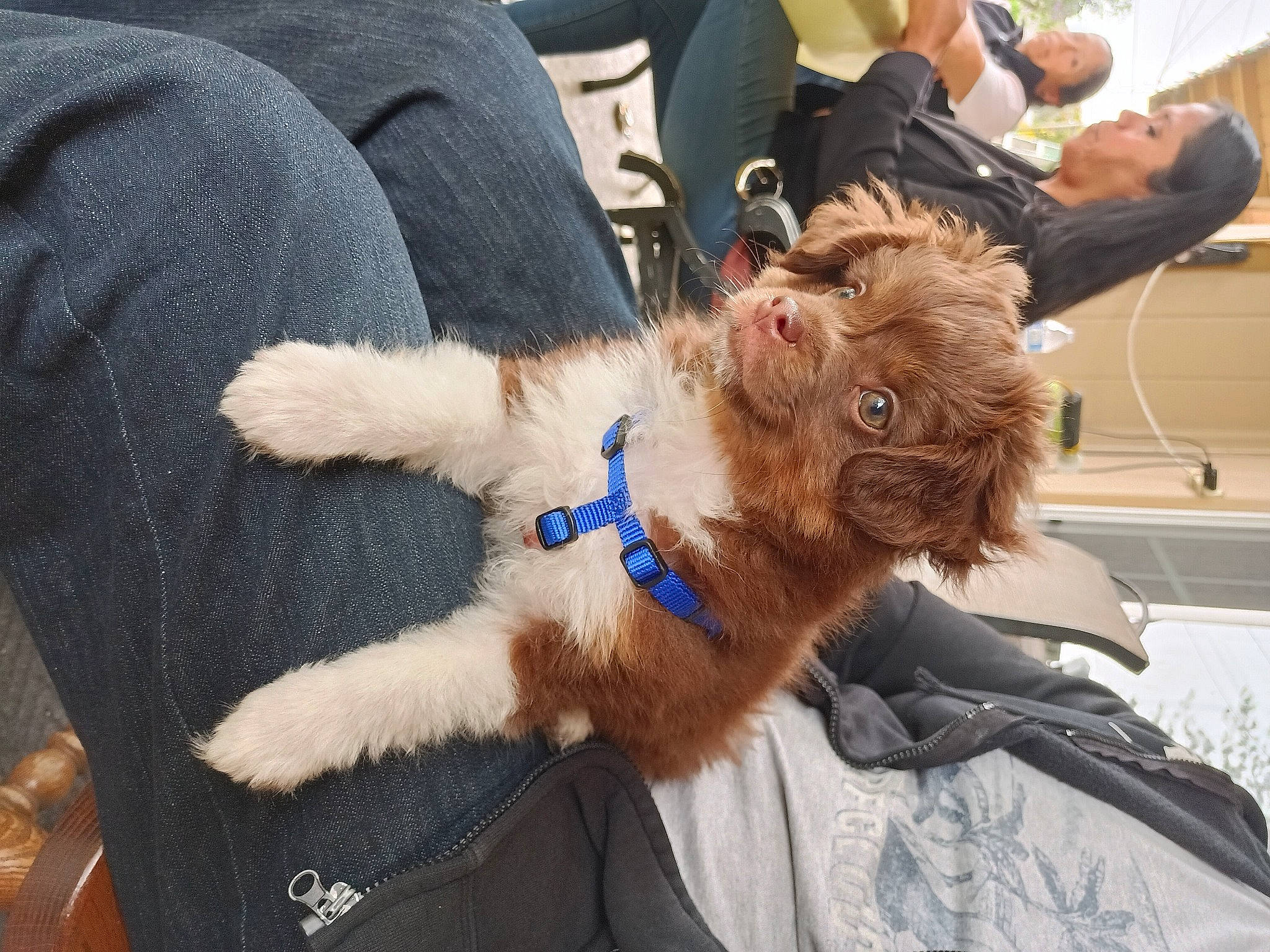 Keanu joined the competition — help win amazing prizes! airedale_terrier, canidae, carnivore, collar, companion_dog, dog, dog_breed, dog_collar, fawn, felidae, fur, fur_clothing, leash, liver, small_to_medium_sized_cats, snout, sporting_group, terrier, whiskers, working_animal