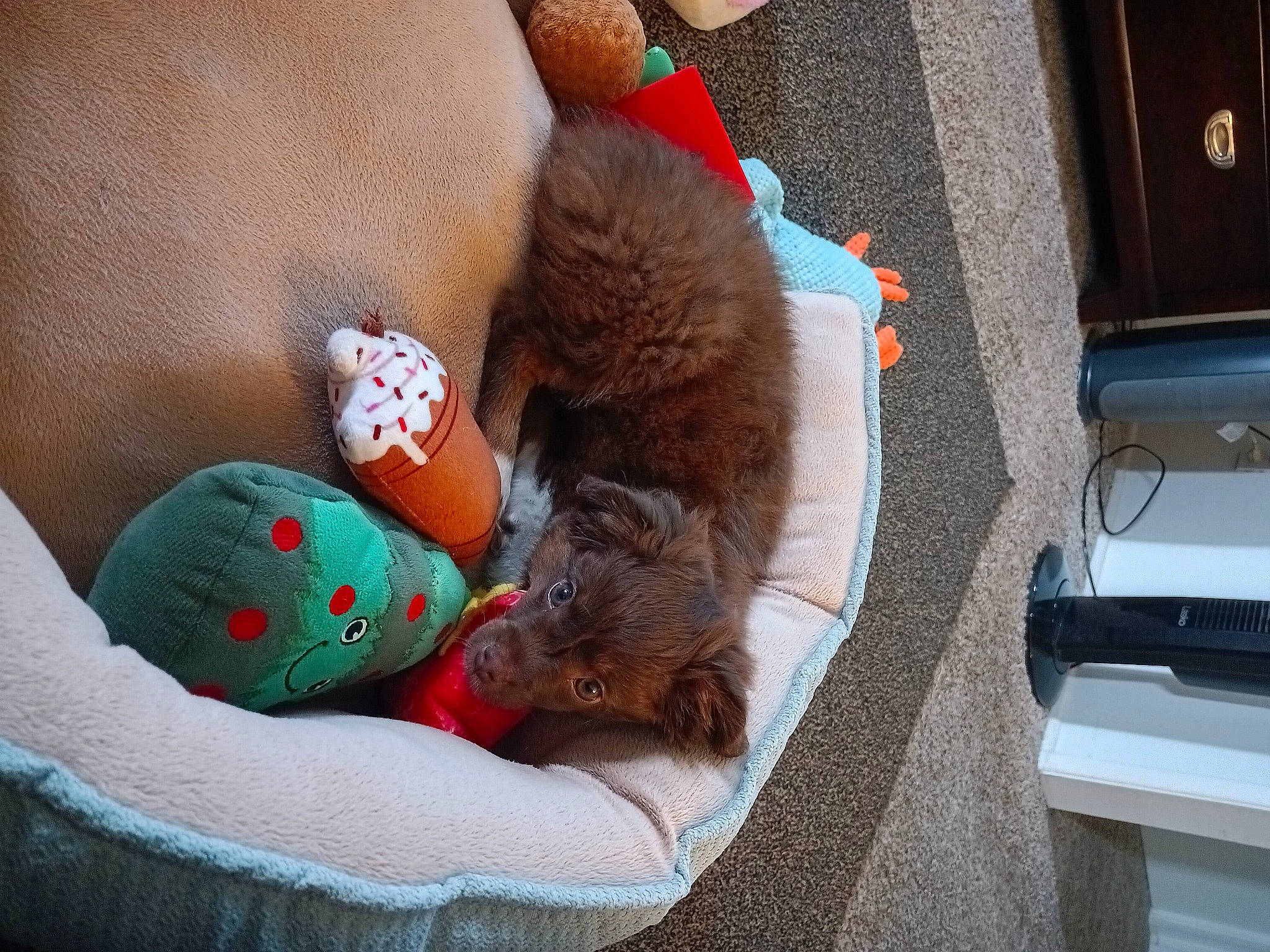 Keanu is registered to the contest to win money with this photo: baby_sleeping, bedtime, canidae, carnivore, comfort, companion_dog, dog_breed, domestic_short_haired_cat, fawn, felidae, fur, linens, nap, pet_supply, room, small_to_medium_sized_cats, sporting_group, tail, whiskers, wool