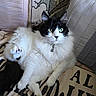 Dean joined the competition — help win amazing prizes! cat, black_and_white, fluffy, pet, indoor, green_eyes, paw, blanket, pillow, relaxed, animal, cute, feline, fur, domestic, resting, cozy, closeup, whiskers, collar