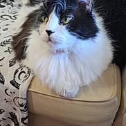 Dean is registered to the contest to win money with this photo: cat, fluffy, black_and_white, couch, blanket, skull_pattern, snake_pattern, hand_pattern, indoor, pet, fur, animal, relaxed, sitting, cozy, furniture, home, wooden_floor, closeup, portrait