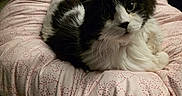 Dean is registered to the contest to win money with this photo: cat, black_and_white, fluffy, pet, animal, feline, resting, blanket, pink, patterned, cozy, indoor, cute, looking_at_camera, whiskers, soft, relaxation, domestic, fur, comfortable