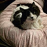 cat, black_and_white, fluffy, pet, animal, feline, resting, blanket, pink, patterned, cozy, indoor, cute, looking_at_camera, whiskers, soft, relaxation, domestic, fur, comfortable