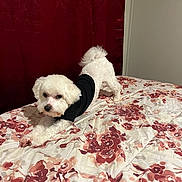 Snow is registered to the contest to win money with this photo: dog, white_dog, pet, bed, bedspread, floral_pattern, black_shirt, indoor, curtain, red_curtain, stretching, playful, small_dog, fur, canine, animal, cute, cozy, home, sleepy