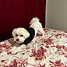 dog, white_dog, pet, bed, bedspread, floral_pattern, black_shirt, indoor, curtain, red_curtain, stretching, playful, small_dog, fur, canine, animal, cute, cozy, home, sleepy