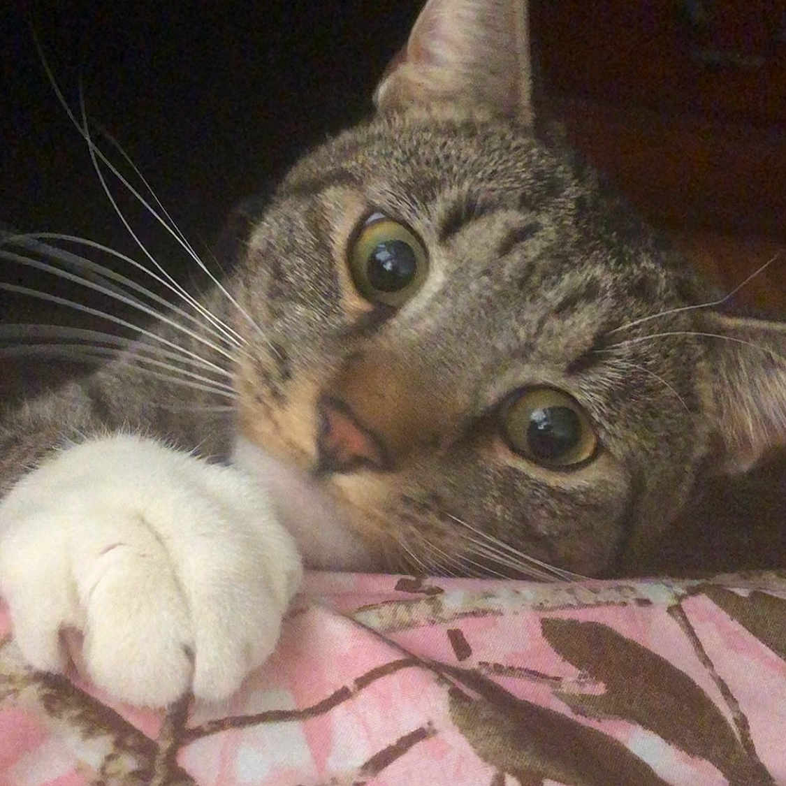 Tiger joined the competition — help win amazing prizes! animal, brown, cat, close_up, curious, cute, eyes, feline, indoor, nose, patterned_fabric, paw, pet, pink, playful, resting, soft, tabby, whiskers