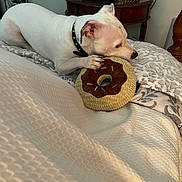 Ollie is registered to the contest to win money with this photo: dog, white_dog, bed, plush_toy, donut_toy, toy, collar, indoor, furniture, nightstand, decor, cozy, pet, animal, paw, snout, resting, cute, home, relaxed