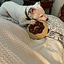 dog, white_dog, bed, plush_toy, donut_toy, toy, collar, indoor, furniture, nightstand, decor, cozy, pet, animal, paw, snout, resting, cute, home, relaxed