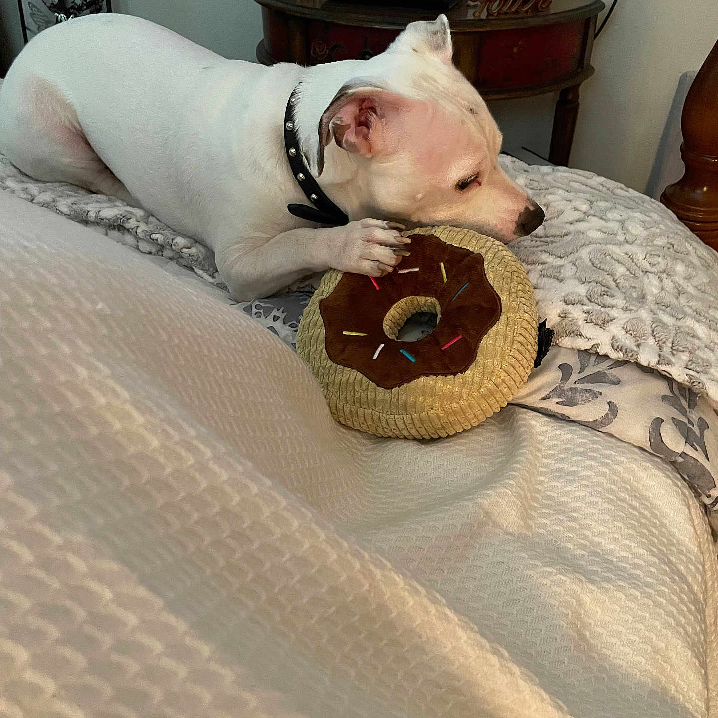 Ollie is registered to the contest to win money with this photo: animal, bed, collar, cozy, cute, decor, dog, donut_toy, furniture, home, indoor, nightstand, paw, pet, plush_toy, relaxed, resting, snout, toy, white_dog