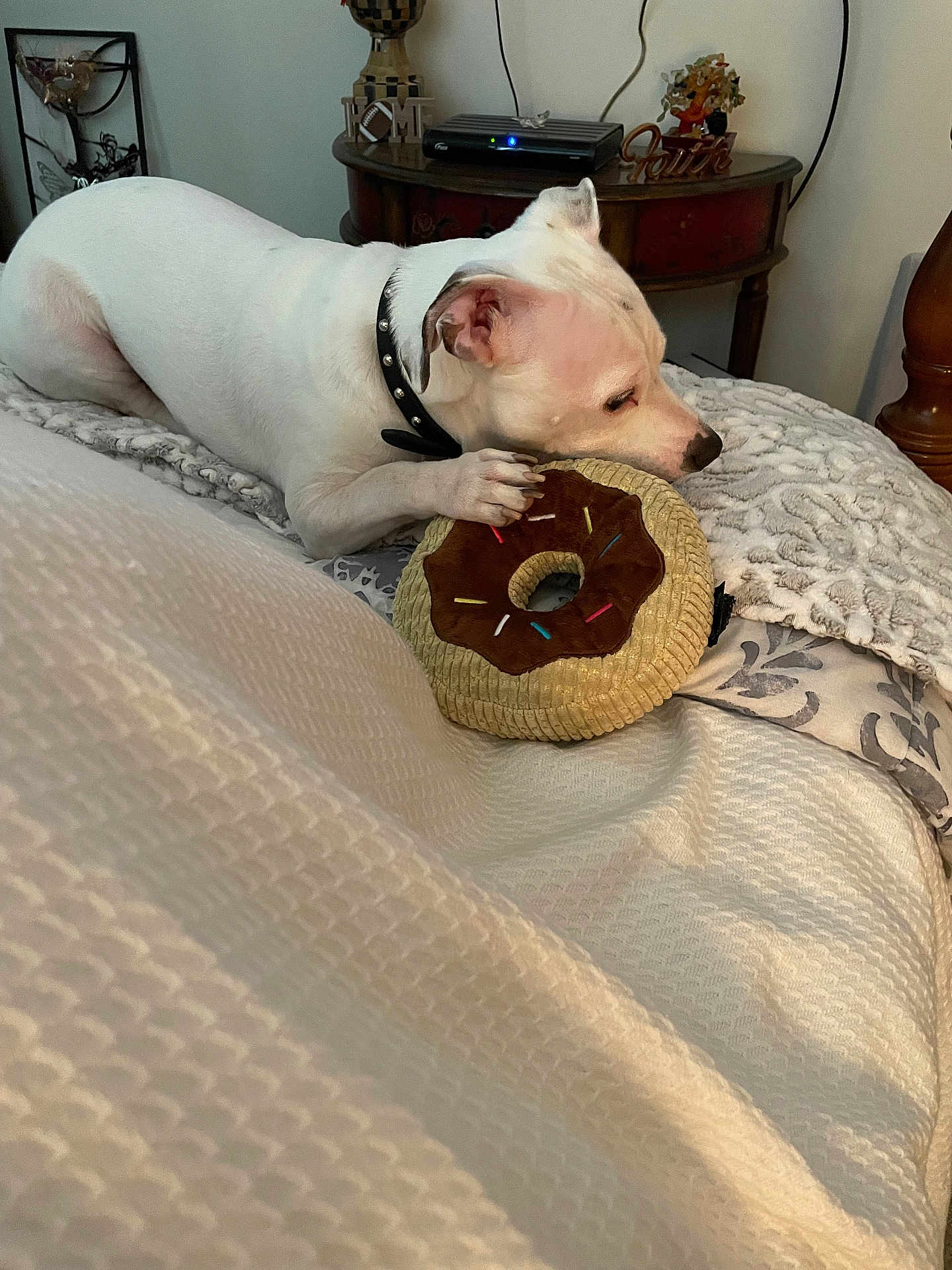 Ollie is registered to the contest to win money with this photo: dog, white_dog, bed, plush_toy, donut_toy, toy, collar, indoor, furniture, nightstand, decor, cozy, pet, animal, paw, snout, resting, cute, home, relaxed