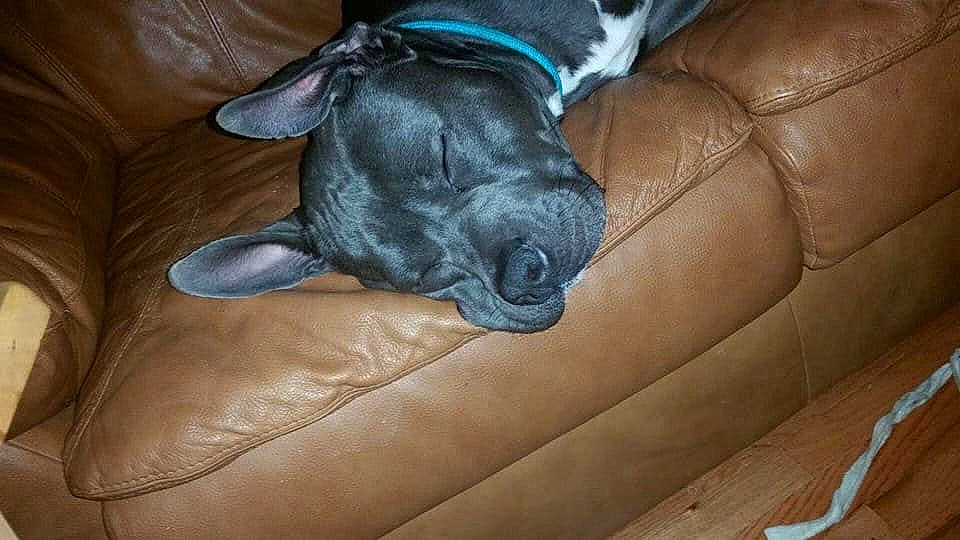 Azul is registered to the contest to win money with this photo: american_pit_bull_terrier, canidae, carnivore, companion_dog, dog, dog_breed, fawn, french_bulldog, non_sporting_group, snout, sporting_group