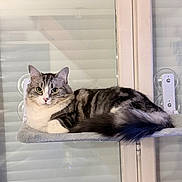 Coton participe au concours pour gagner de l'argent avec cette photo : blinds, cat, close_up, cozy, domestic_cat, fluffy_tail, fur, gray_tabby, green_eyes, indoor, long_haired, perch, pet, portrait, relaxed, resting, shelf, suction_cups, whiskers, window
