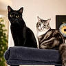 animal, black_cat, cat, cat_tree, cats, cozy, curious, cute, domestic, ears, eyes, feline, fluffy, furniture, houseplant, indoor, pet, sitting, tabby_cat, whiskers