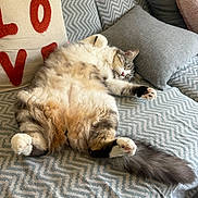 Coton participe au concours pour gagner de l'argent avec cette photo : cat, comfort, couch, cozy, cute, feline, fluffy, fur, home, indoor, pattern, pet, pillow, relaxed, resting, sleeping, soft, tabby, tail, white_paws