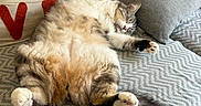 Coton participe au concours pour gagner de l'argent avec cette photo : cat, comfort, couch, cozy, cute, feline, fluffy, fur, home, indoor, pattern, pet, pillow, relaxed, resting, sleeping, soft, tabby, tail, white_paws