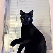 Luna participe au concours pour gagner de l'argent avec cette photo : black_cat, blinds, cat, curiosity, feline, indoor, looking_at_camera, mammal, pet, playful, portrait, pull_cord, reflection, shadow, sill, suction_cup, whiskers, wide_eyes, window, window_blinds