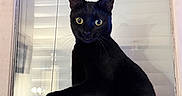 Luna participe au concours pour gagner de l'argent avec cette photo : black_cat, blinds, cat, curiosity, feline, indoor, looking_at_camera, mammal, pet, playful, portrait, pull_cord, reflection, shadow, sill, suction_cup, whiskers, wide_eyes, window, window_blinds