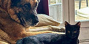 Luna a rejoint le concours — aidez-le/la à gagner de superbes lots ! animal, bed, bedroom, canine, cat, chair, couch, cushion, dog, door, furniture, germanshepherd, homedecor, indoors, interiordesign, kitten, pet, puppy, room, window