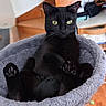 Luna participe au concours pour gagner de l'argent avec cette photo : animal, black_cat, cat, cat_bed, chair, closeup, cozy, cute, domestic_animal, feline, fur, home, indoor, paws, pet, relaxed, resting, whiskers, wooden_floor, yellow_eyes