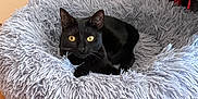 Luna participe au concours pour gagner de l'argent avec cette photo : animal, blackcat, canine, cat, dog, dogbed, kitten, manx, pet