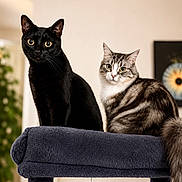 Luna a rejoint le concours — aidez-le/la à gagner de superbes lots ! animal, artwork, black_cat, cat, cat_tree, cozy, curious, domestic_animal, ears, eyes, feline, fur, furniture, houseplant, indoor, pet, portrait, sitting, tabby_cat, whiskers