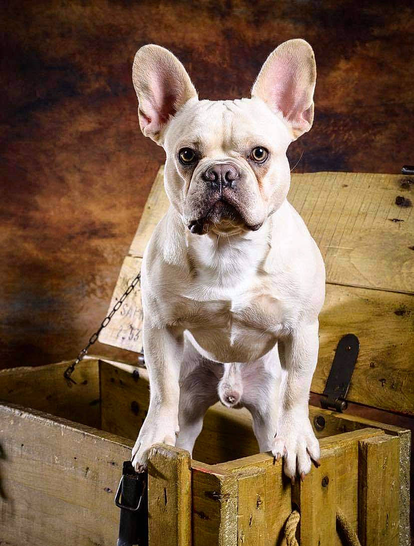 Pablo participe au concours pour gagner de l'argent avec cette photo : american_bulldog, bulldog, canidae, carnivore, companion_dog, dog, dog_breed, fawn, french_bulldog, mammal, molosser, non_sporting_group, old_english_bulldog, olde_english_bulldogge, puppy, rare_breed_dog, snout, sporting_group, toy_bulldog, vertebrate