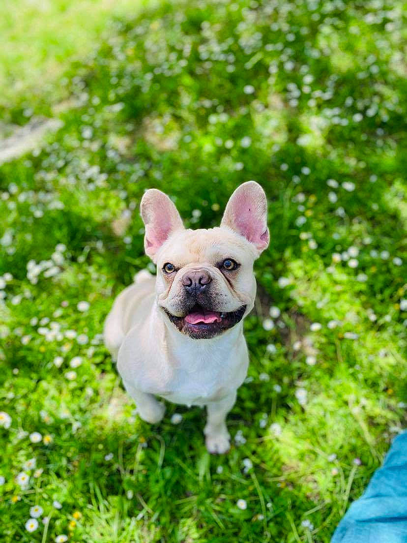Pablo a rejoint le concours — aidez-le/la à gagner de superbes lots ! bulldog, canidae, carnivore, companion_dog, dog, dog_breed, ear, fawn, french_bulldog, grass, mammal, non_sporting_group, plant, puppy, snout, toy_bulldog, vertebrate