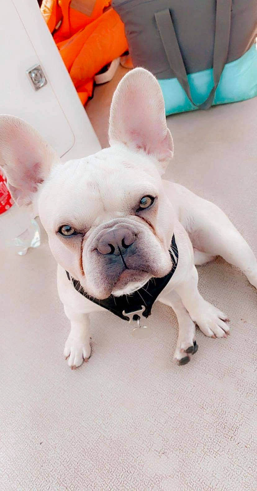 Pablo a rejoint le concours — aidez-le/la à gagner de superbes lots ! bulldog, canidae, carnivore, companion_dog, dog, dog_breed, ear, fawn, french_bulldog, mammal, non_sporting_group, nose, puppy, puppy_love, rare_breed_dog, skin, snout, toy_bulldog, vertebrate, white_english_bulldog