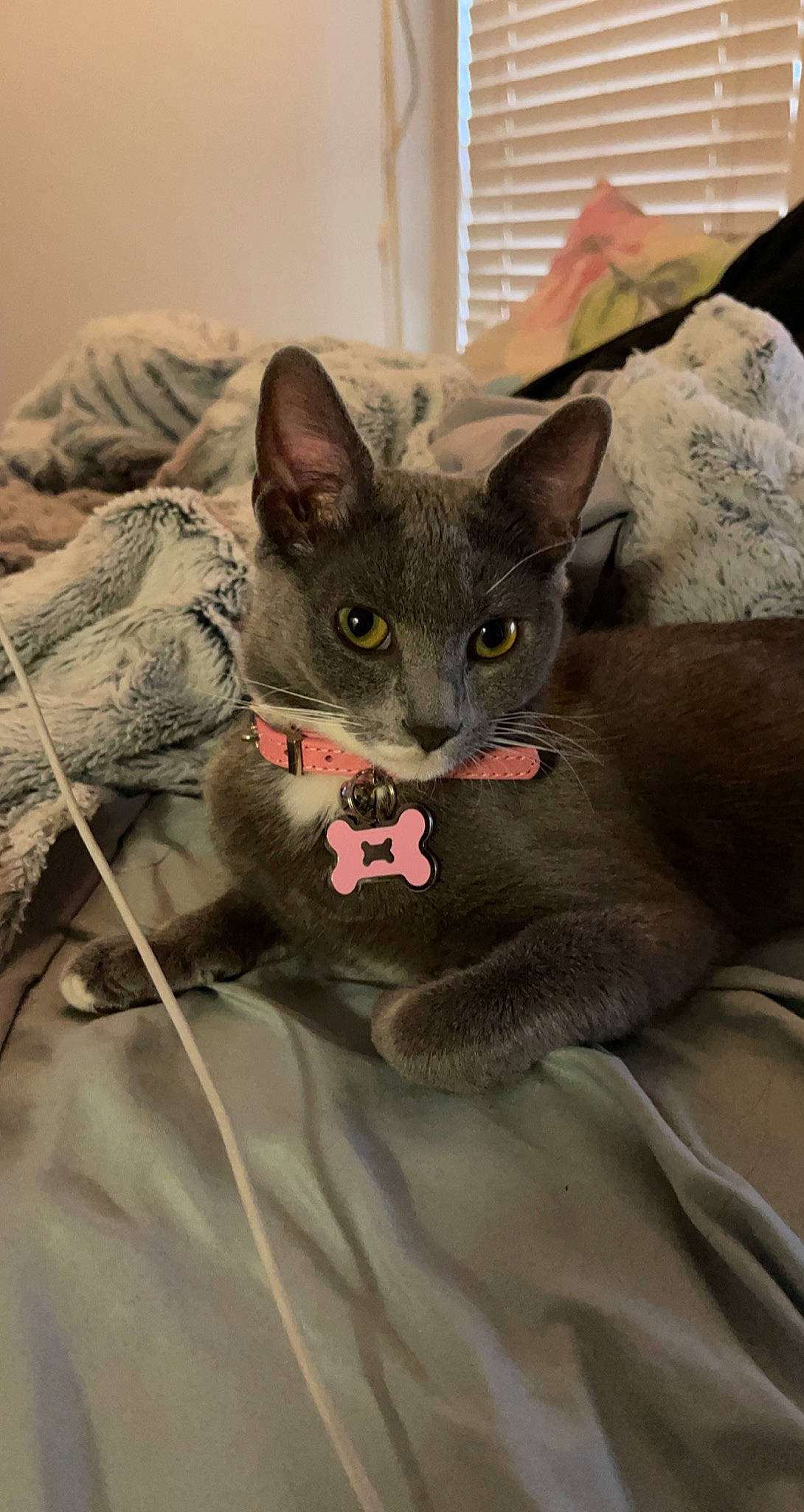 Ana joined the competition — help win amazing prizes! carnivore, cat, claw, comfort, domestic_short_haired_cat, ear, eye, fawn, felidae, fur, grey, head, paw, russian_blue, small_to_medium_sized_cats, snout, terrestrial_animal, whiskers