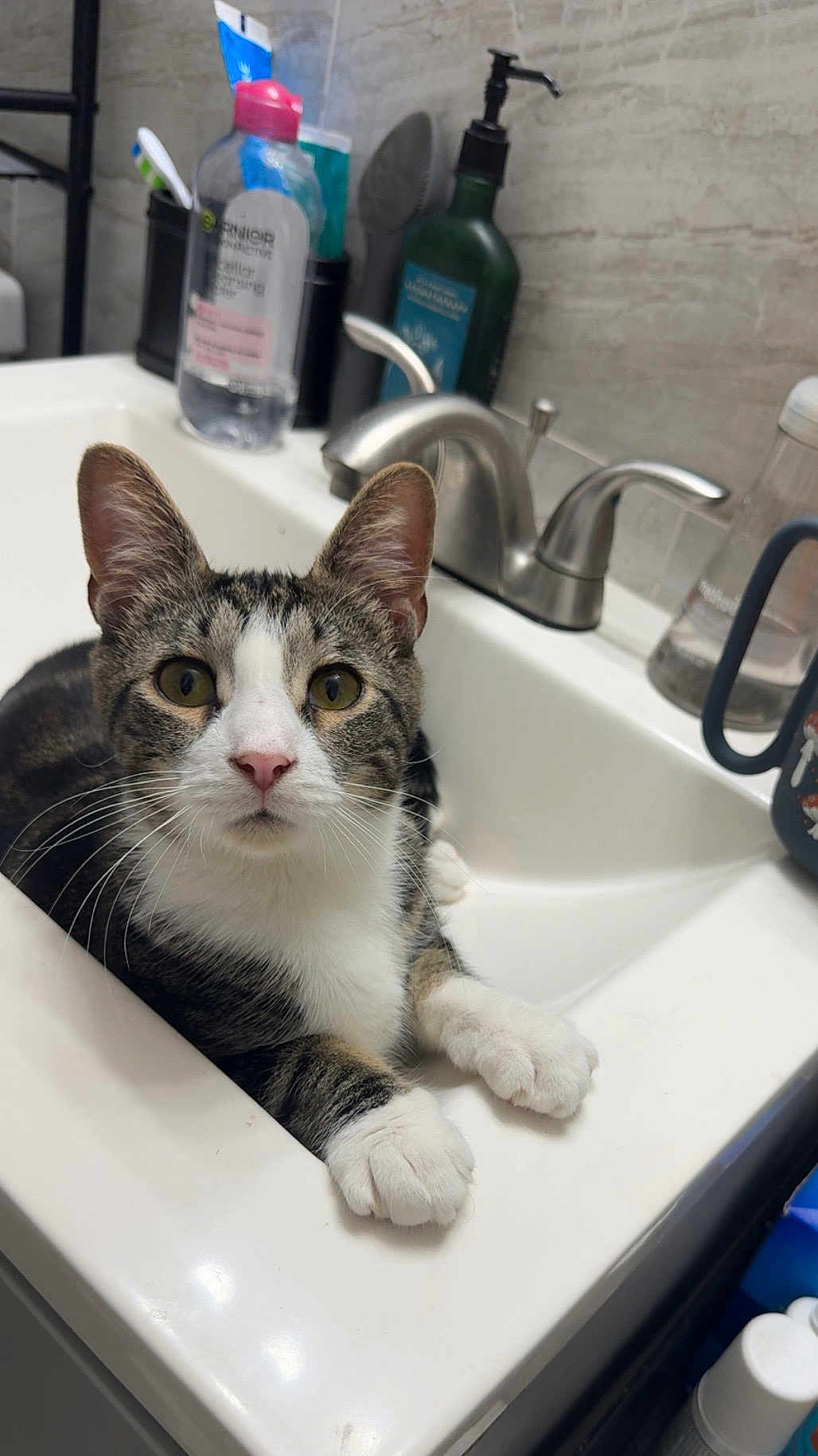 Scooby joined the competition — help win amazing prizes! cat, tabby, sink, bathroom, pet, animal, feline, whiskers, paws, curious, domestic, fur, household, indoor, closeup, looking, muzzle, ears, eyes, white
