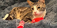 Scooby joined the competition — help win amazing prizes! animal, blanket, cat, comfort, cozy, cute, domestic, ears, fur, furry, indoor, pet, playful, red_toy, relaxed, resting, sleepy, tabby, toy, whiskers