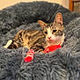 Scooby joined the competition — help win amazing prizes! cat, tabby, pet, animal, toy, red_toy, blanket, furry, cozy, indoor, resting, relaxed, whiskers, ears, fur, cute, domestic, sleepy, comfort, playful