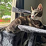Scooby joined the competition — help win amazing prizes! cat, tabby, cat_tree, window, indoor, feline, pet, resting, gray, fur, whiskers, curious, sunlight, animal, home, cozy, looking_out, relaxed, background, nature