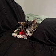 Scooby joined the competition — help win amazing prizes! cat, tabby, sleeping, pet, indoor, black_blanket, red_collar, paws, cozy, resting, feline, cute, animal, peaceful, domestic_cat, soft_focus, nap, fur, whiskers, quiet