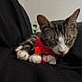 cat, tabby, sleeping, scarf, paws, white_paws, black_background, indoor, pet, feline, cozy, resting, cute, animal, fur, whiskers, relaxed, closeup, domestic_cat, nap
