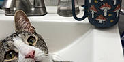 Scooby is registered to the contest to win money with this photo: cat, tabby_cat, sink, bathroom, faucet, soap_dispenser, mug, mushroom_pattern, curious, domestic, pet, white_paws, relaxed, close_up, indoor, countertop, household_items, animal, whiskers, fur