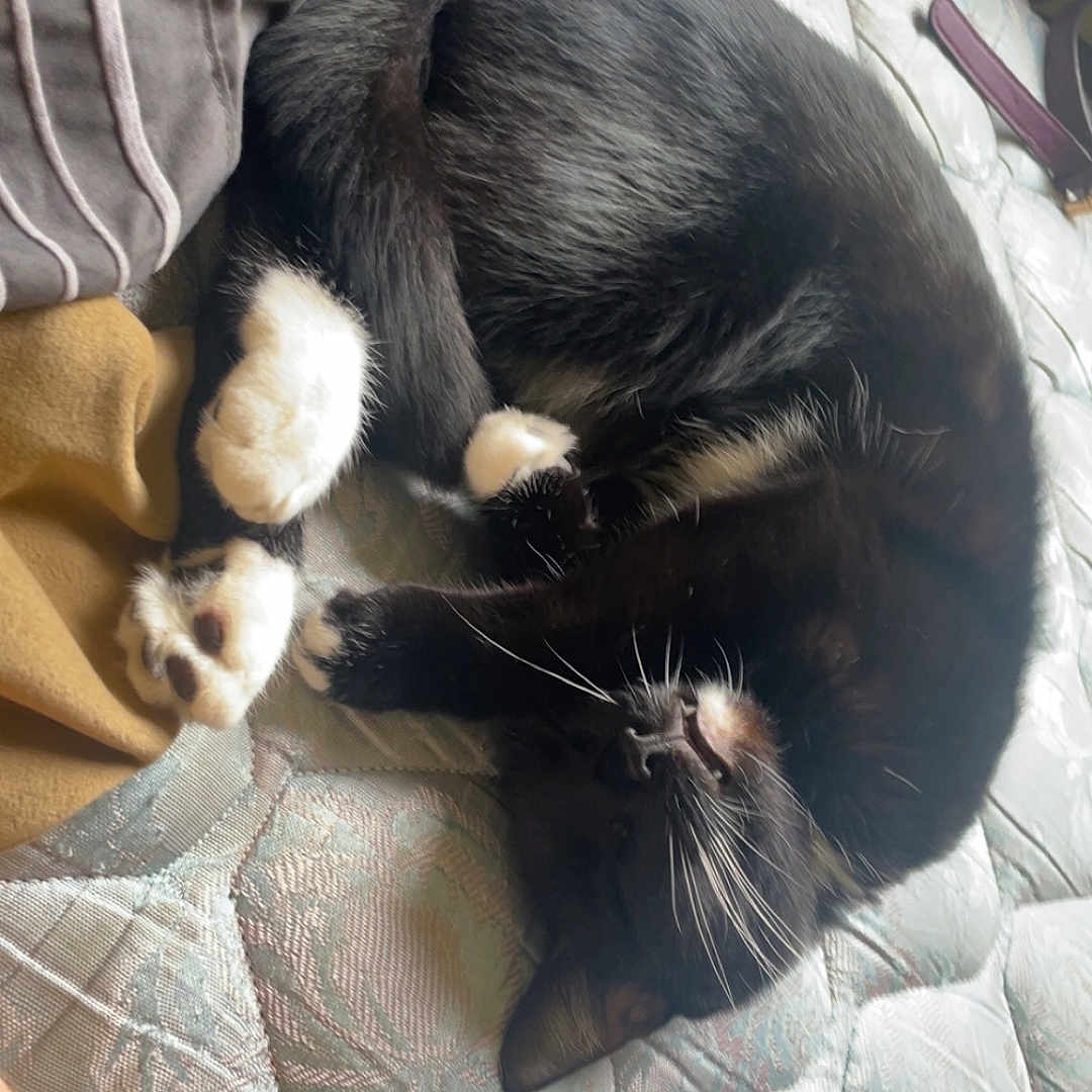 Baby joined the competition — help win amazing prizes! abyssinian, animal, bed, bedroom, blanket, cat, chair, couch, cushion, furniture, homedecor, indoors, kitten, linen, manx, person, pet, quilt, room, sleeping