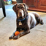 Gus is registered to the contest to win money with this photo: dog, labrador, chocolate_labrador, toy, orange_ball, carpet, indoor, furniture, wooden_cabinet, container, balls, pet, collar, tag, paw, animal, resting, looking, brown, canine