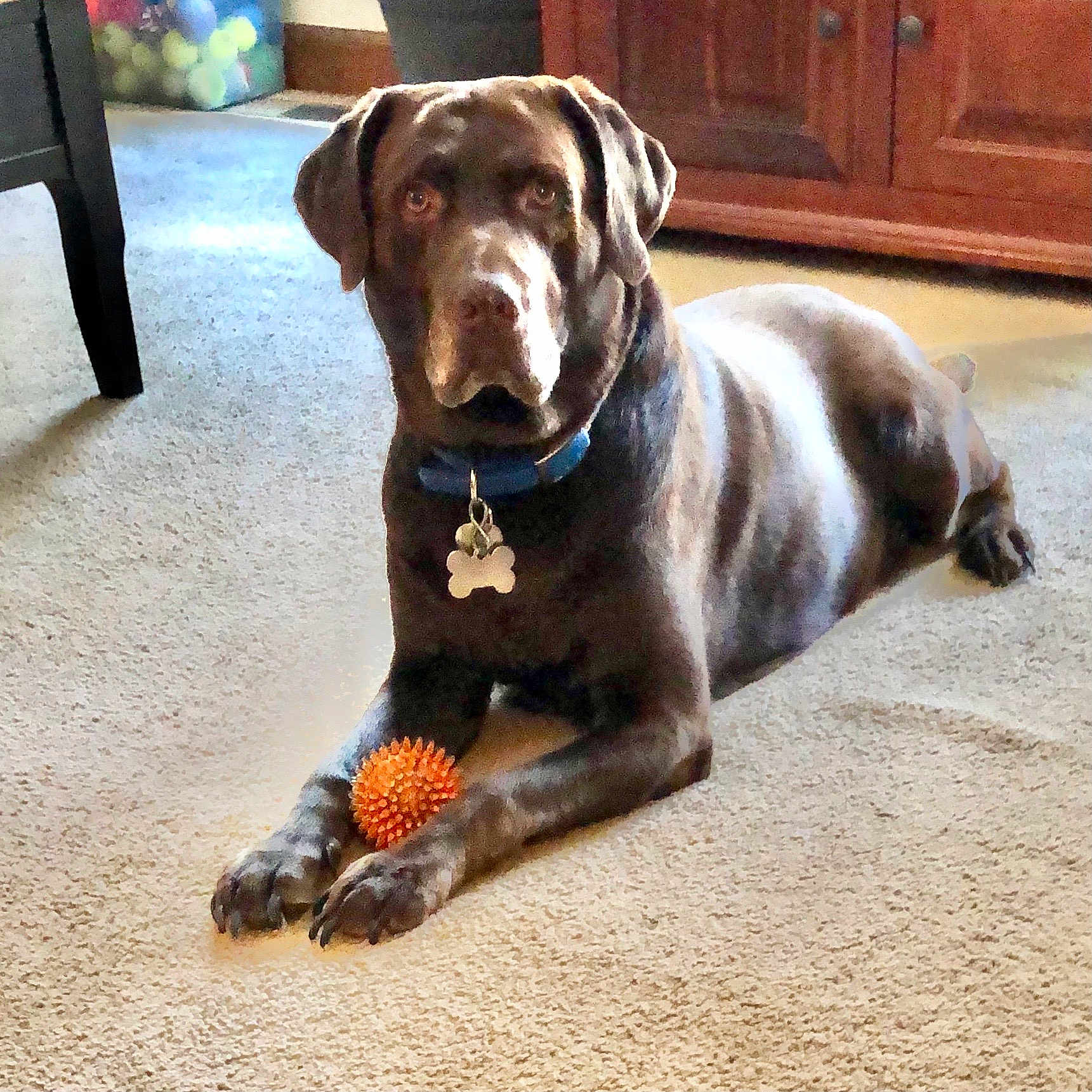 Gus is registered to the contest to win money with this photo: dog, labrador, chocolate_labrador, toy, orange_ball, carpet, indoor, furniture, wooden_cabinet, container, balls, pet, collar, tag, paw, animal, resting, looking, brown, canine