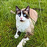 cat, animal, pet, blue_eyes, grass, outdoor, nature, feline, lying_down, whiskers, ears, face, fur, muzzle, paws, alert, closeup, daylight, greenery, relaxed