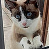 cat, blue_eyes, curious, window, paws, glass, door, indoor, close_up, animal, pet, white_fur, brown_fur, whiskers, ears, face, looking, domestic_cat, feline, outdoor_background