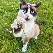 Alba participe au concours pour gagner de l'argent avec cette photo : cat, blue_eyes, paw, grass, outdoor, animal, pet, feline, whiskers, cute, curious, nature, mammal, playful, closeup, young_cat, domestic_cat, alert, white_paws, brown_fur