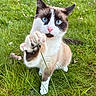 cat, blue_eyes, paw, grass, outdoor, animal, pet, feline, whiskers, cute, curious, nature, mammal, playful, closeup, young_cat, domestic_cat, alert, white_paws, brown_fur