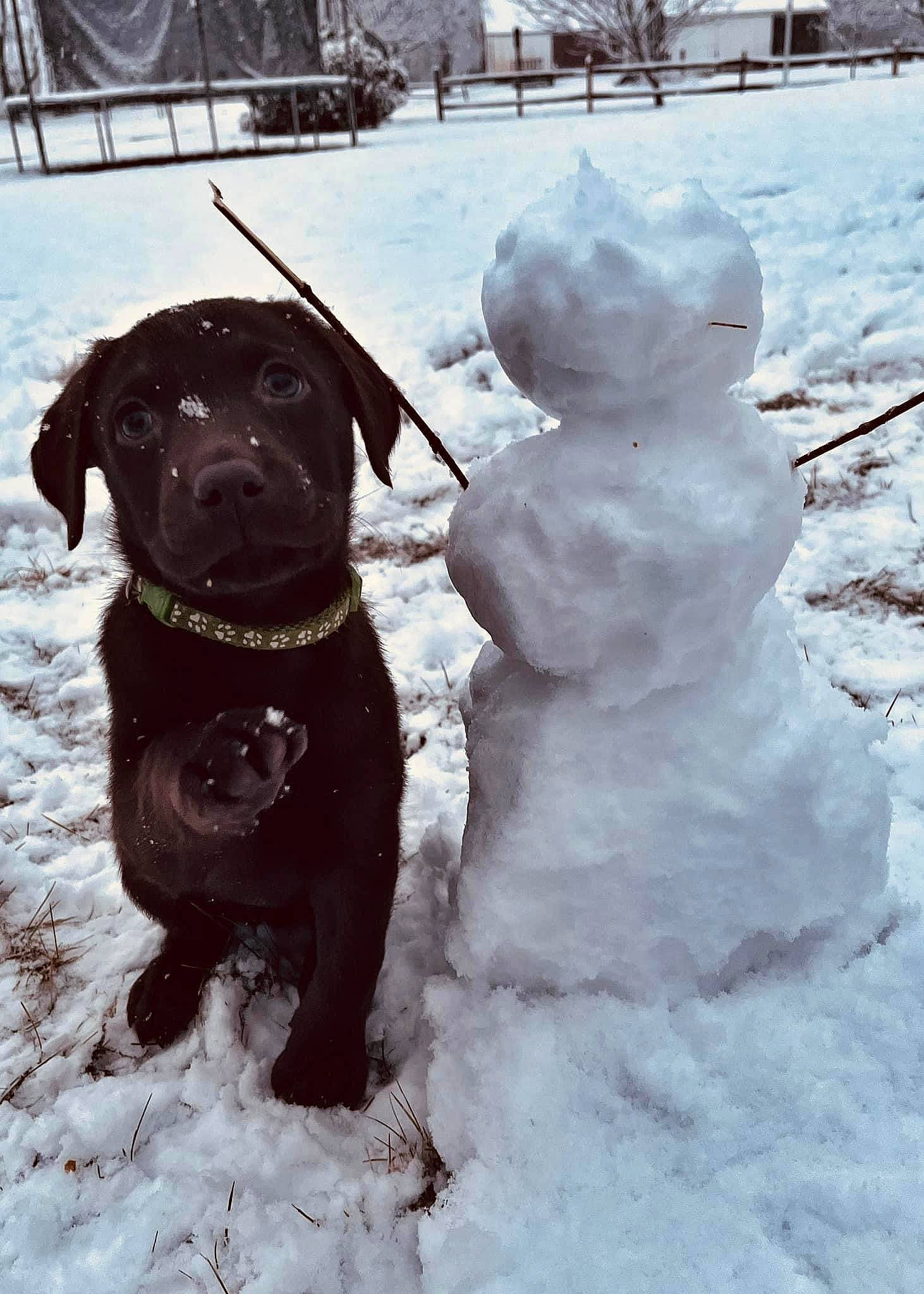 Cali joined the competition — help win amazing prizes! art, carnivore, collar, companion_dog, dog, dog_breed, dog_collar, event, freezing, fur, liver, monochrome_photography, pet_supply, precipitation, snow, snowman, sporting_group, tree, winter, working_animal